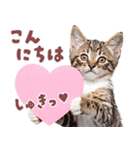 にゃんとも！好きしか勝たん！ハート子猫（個別スタンプ：10）