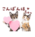 にゃんとも！好きしか勝たん！ハート子猫（個別スタンプ：11）
