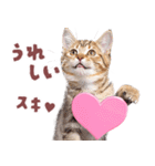 にゃんとも！好きしか勝たん！ハート子猫（個別スタンプ：13）