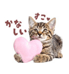 にゃんとも！好きしか勝たん！ハート子猫（個別スタンプ：14）