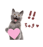 にゃんとも！好きしか勝たん！ハート子猫（個別スタンプ：15）