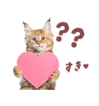 にゃんとも！好きしか勝たん！ハート子猫（個別スタンプ：16）