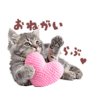 にゃんとも！好きしか勝たん！ハート子猫（個別スタンプ：17）