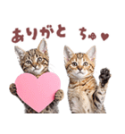 にゃんとも！好きしか勝たん！ハート子猫（個別スタンプ：18）