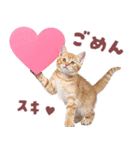 にゃんとも！好きしか勝たん！ハート子猫（個別スタンプ：19）