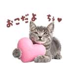 にゃんとも！好きしか勝たん！ハート子猫（個別スタンプ：20）