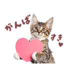 にゃんとも！好きしか勝たん！ハート子猫（個別スタンプ：21）