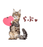 にゃんとも！好きしか勝たん！ハート子猫（個別スタンプ：24）