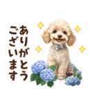 トイプードルの梅雨のキモチ（個別スタンプ：5）