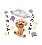 トイプードルの梅雨のキモチ（個別スタンプ：12）