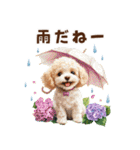 トイプードルの梅雨のキモチ（個別スタンプ：20）