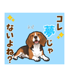 毎日使える♪ビーグルの気持ち伝える（個別スタンプ：15）
