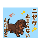 毎日使える♪ダックスの気持ちメッセージ（個別スタンプ：10）