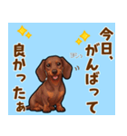 毎日使える♪ダックスの気持ちメッセージ（個別スタンプ：12）