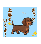 毎日使える♪ダックスの気持ちメッセージ（個別スタンプ：19）