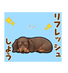 毎日使える♪ダックスの気持ちメッセージ（個別スタンプ：20）