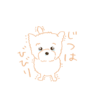 タフィ・ザ・チワプー1（白い犬の日常）（個別スタンプ：13）