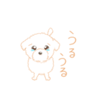 タフィ・ザ・チワプー1（白い犬の日常）（個別スタンプ：14）