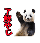 宮崎弁☆パンダ（個別スタンプ：1）