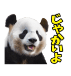 宮崎弁☆パンダ（個別スタンプ：2）