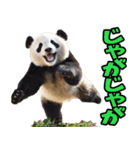 宮崎弁☆パンダ（個別スタンプ：3）