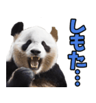 宮崎弁☆パンダ（個別スタンプ：4）