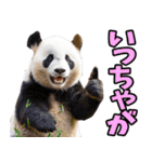 宮崎弁☆パンダ（個別スタンプ：5）