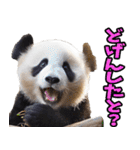 宮崎弁☆パンダ（個別スタンプ：7）