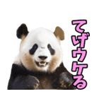 宮崎弁☆パンダ（個別スタンプ：10）