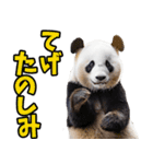 宮崎弁☆パンダ（個別スタンプ：14）