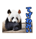 宮崎弁☆パンダ（個別スタンプ：16）