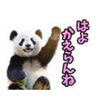 宮崎弁☆パンダ（個別スタンプ：17）
