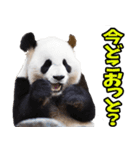 宮崎弁☆パンダ（個別スタンプ：21）