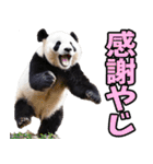 宮崎弁☆パンダ（個別スタンプ：27）