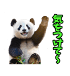 宮崎弁☆パンダ（個別スタンプ：31）