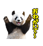 宮崎弁☆パンダ（個別スタンプ：33）
