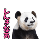 宮崎弁☆パンダ（個別スタンプ：34）