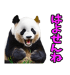 宮崎弁☆パンダ（個別スタンプ：37）