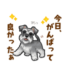 ミニチュアシュナウザーの気持ち伝える日常（個別スタンプ：12）