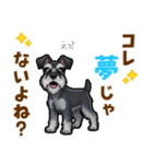 ミニチュアシュナウザーの気持ち伝える日常（個別スタンプ：15）