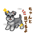 ミニチュアシュナウザーの気持ち伝える日常（個別スタンプ：22）