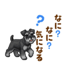 ミニチュアシュナウザーの気持ち伝える日常（個別スタンプ：24）