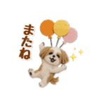 毎日使えるシーズーのグルメスタンプ（個別スタンプ：29）