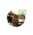 動く猫達の日常と仕事（個別スタンプ：11）