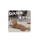 可愛いオイラ(ᐡ ˙ᵜ˙ ᐡ)（個別スタンプ：4）