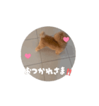 可愛いオイラ(ᐡ ˙ᵜ˙ ᐡ)（個別スタンプ：8）