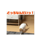 動くちくわ①（個別スタンプ：5）