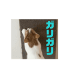 動くちくわ①（個別スタンプ：7）
