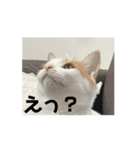 動くちくわ①（個別スタンプ：16）