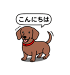 名前入れダックス：スムースレッド（個別スタンプ：1）